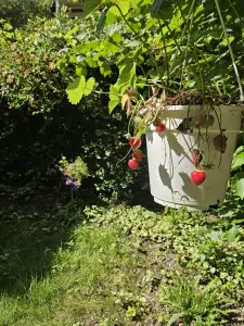 Christy 01 Aardbeienfoto